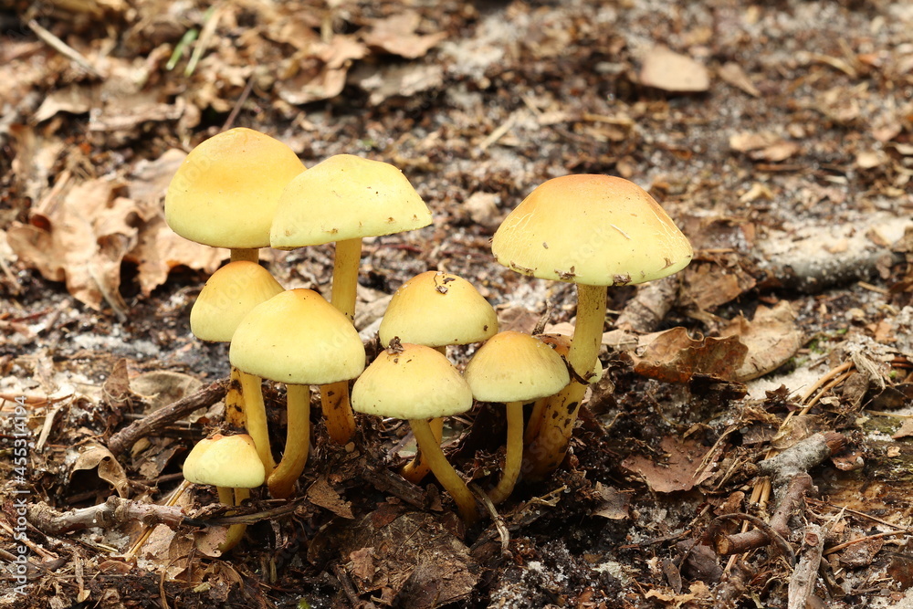 In the fall, mushrooms began to grow in the forest. In the fall, mushrooms began to grow in the forest.