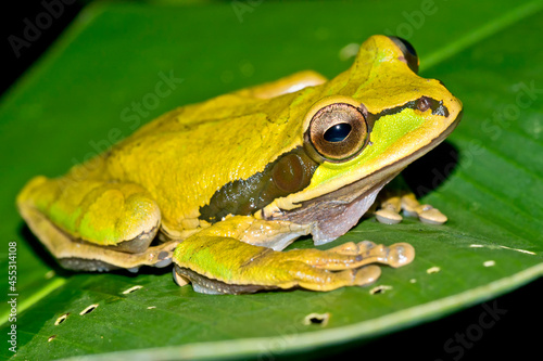 New Granada Cross-banded Tree Frog, Smilisca phaeota, Tropical Rainforest, Corcovado National Park, .Osa Conservation Area, Osa Peninsula, Costa Rica, Central America, America. photo