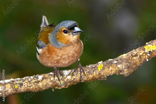 Chaffinch, Fringilla coelebs, Mediterranean Forest, Castile and Leon, Spain, Europe © Al Carrera