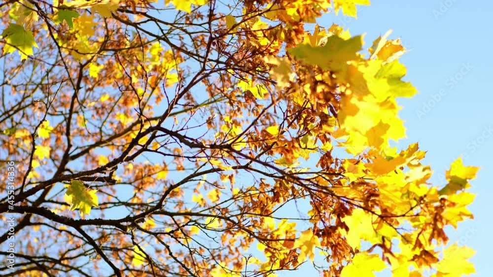 beautiful golden crowns of autumn trees illuminated by the sun, yellow, orange foliage, the concept of the beauty of nature, seasonal changes beautiful golden crowns of autumn trees illuminated by the sun, yellow, orange foliage, the concept of the beauty of nature, seasonal changes