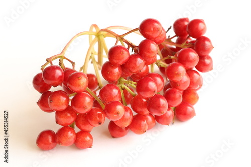 Red viburnum on a light background. 