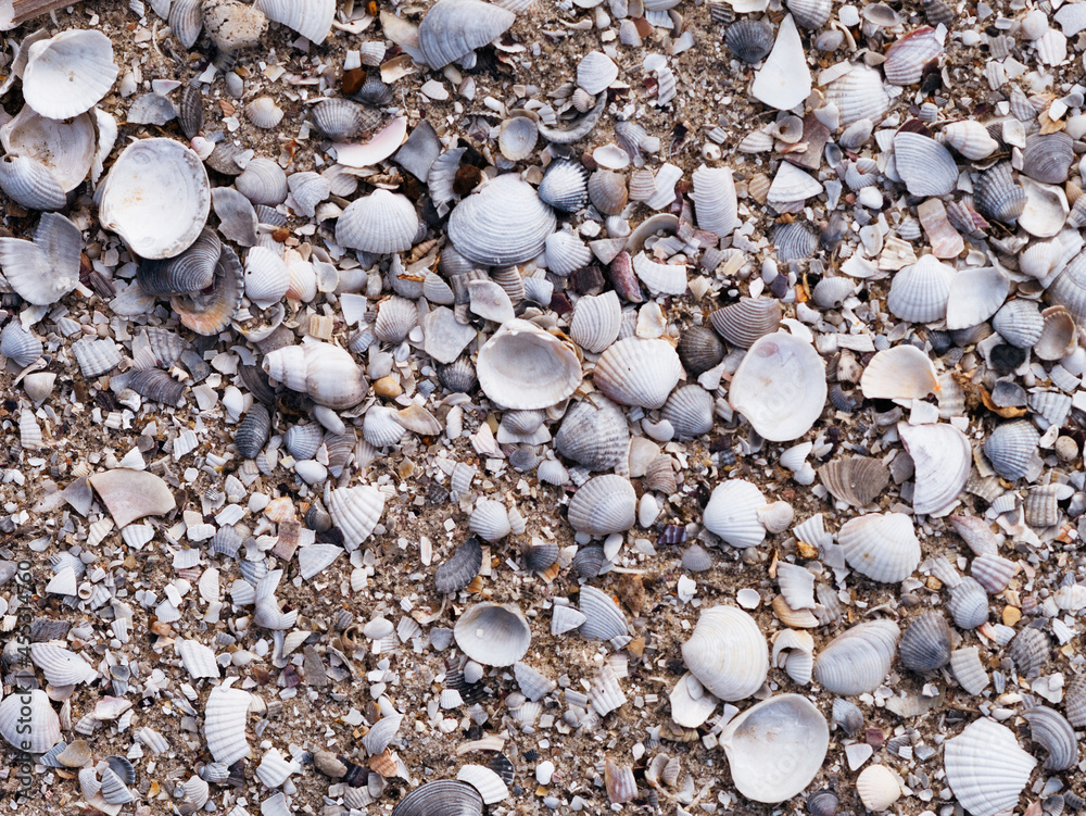 Seashell background. Background made of shells. Seashell background. Background made of shells.