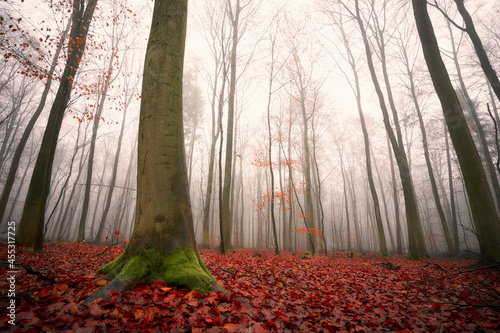 Sachsenwald bei Nebel
