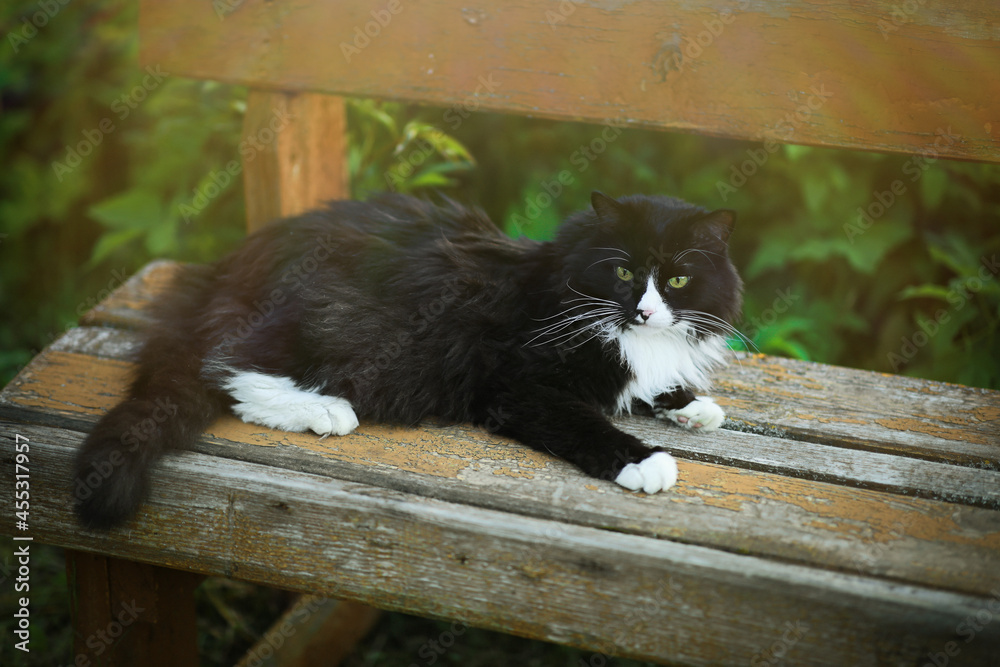 Fototapeta premium Village black cat with white spots resting on an old bench