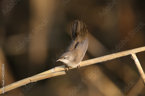 Savi's warbler (Locustella luscinioides) in winter plumage is shot close-up in natural habitat in various unusual poses. Identification is easy. photo