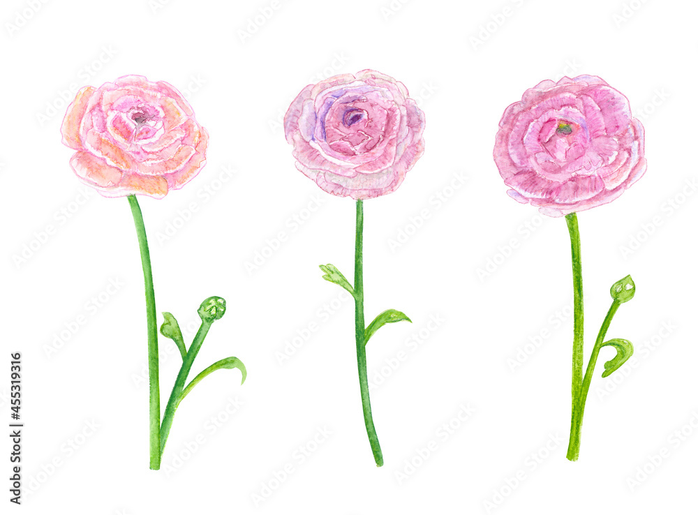 delicate collection of pink flowers. watercolor painting