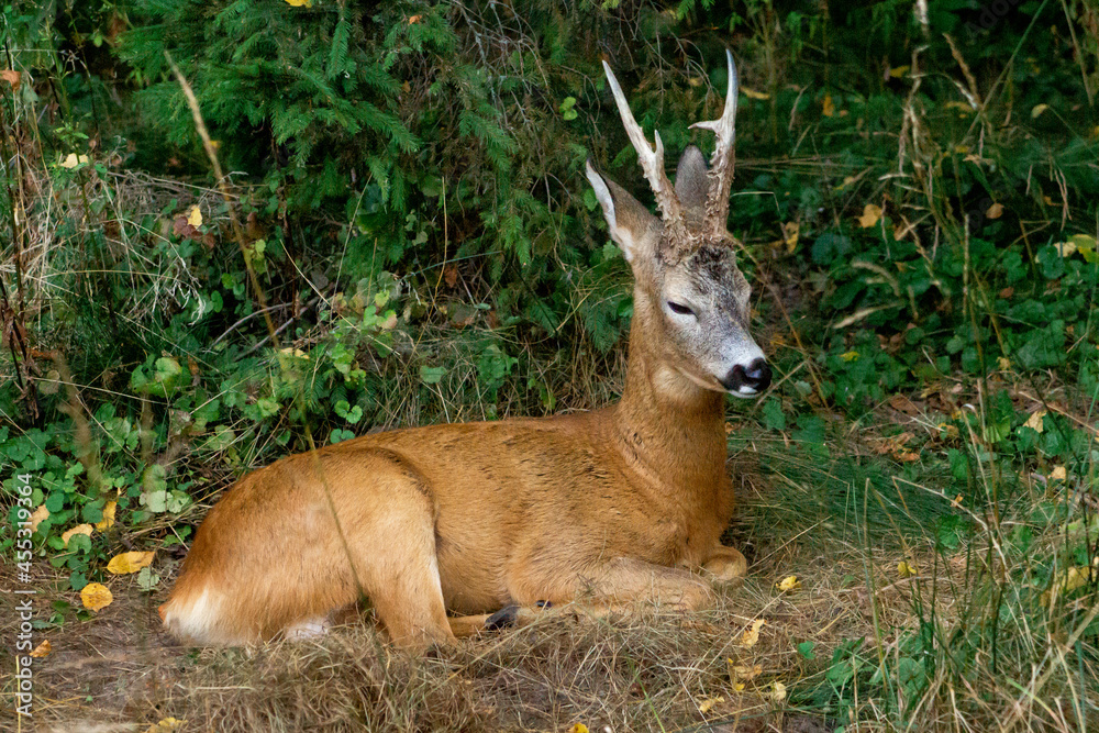 Young little brown deer resting on the grass in the zoo Young little brown deer resting on the grass in the zoo