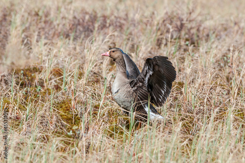 Greater White-fronted Goose  Anser albifrons  in Barents Sea coastal area  Russia
