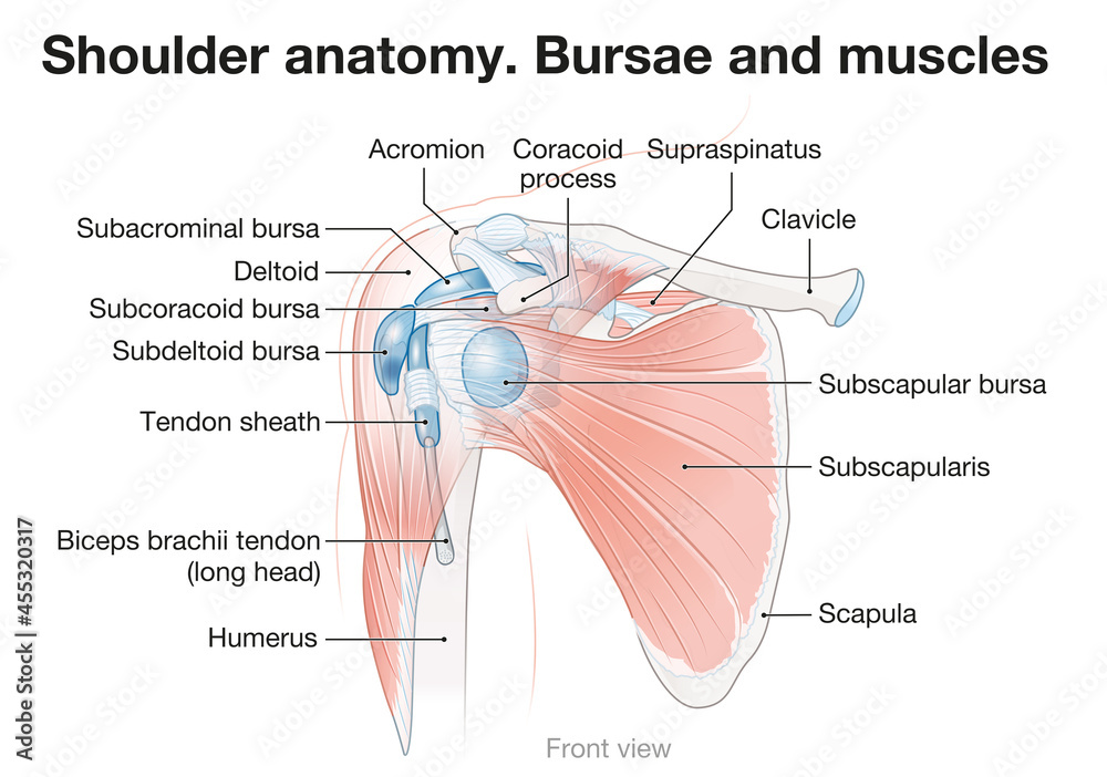 Shoulder anatomy. Bursae and muscles. Vector illustration Stock
