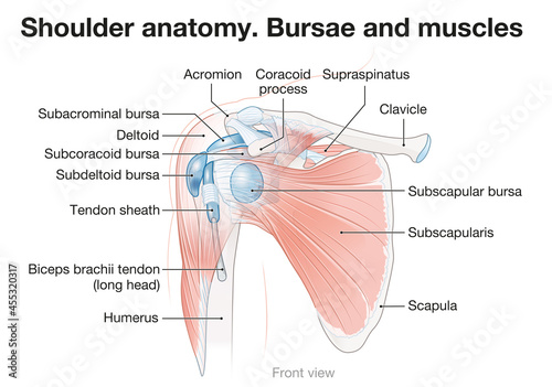 Tableau sur toile Shoulder anatomy. Bursae and muscles. Vector illustration
