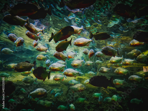 banco de peces © Jesus