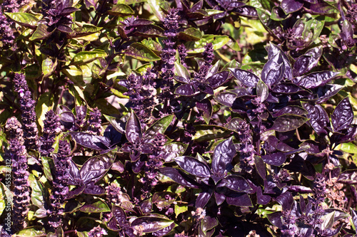 purple background