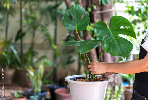 Putting on green gloves are planting Monstera punctulata  trees in the backyard hobby ideas and planting trees for sale online. 