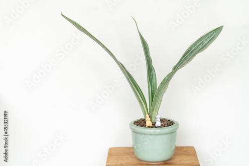 Plants in white pots  background  white wooden walls. plants that purify the air concept