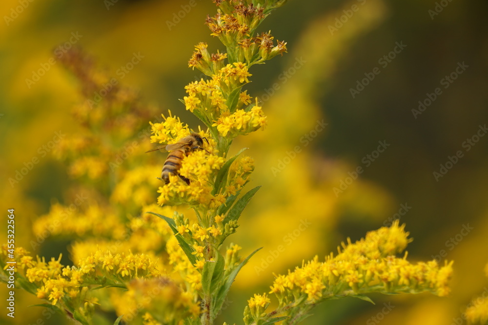 Honeybee pollenating goldenrod, beautiful background Honeybee pollenating goldenrod, beautiful background