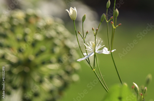 Śliczny clematis (powojnik) pnący w ogrodzie, naturalne rozmyte tło, białe kwiaty
