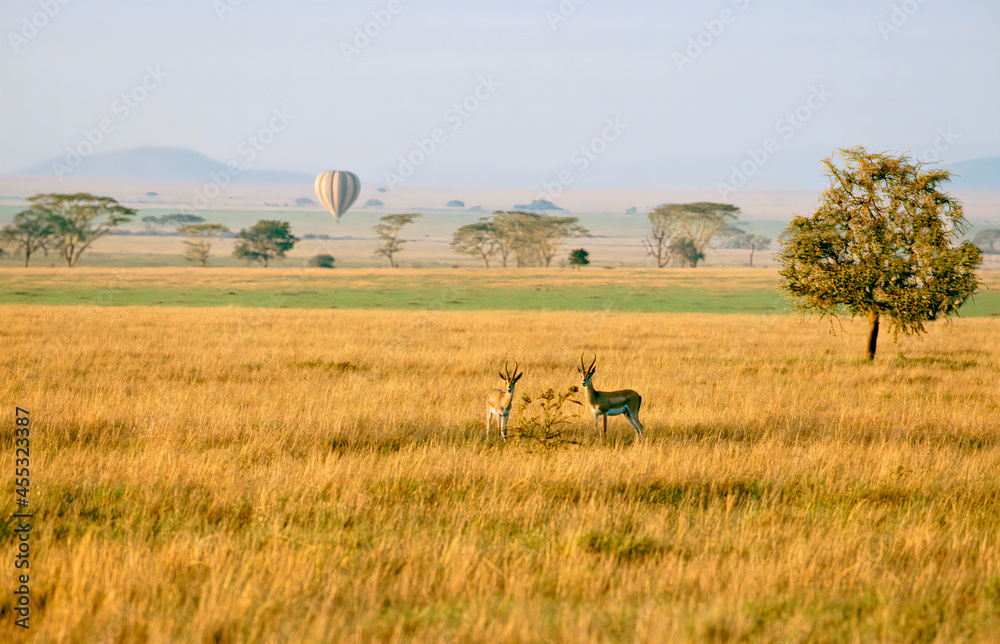 Paysage de plaine arbre et montgolfière Afrique Kenya