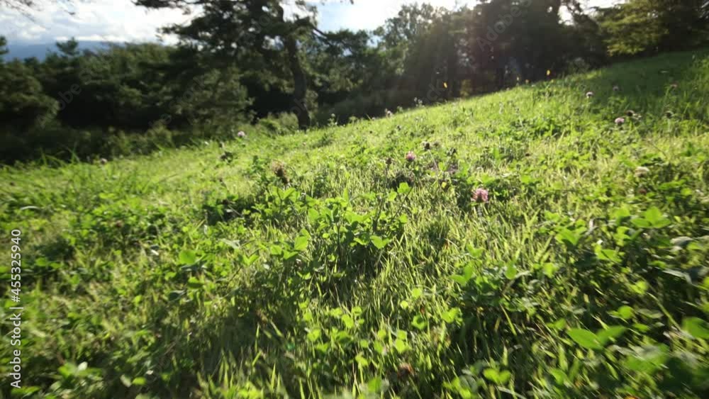 Summer grass shine in sun set Gimbal shot Summer grass shine in sun set Gimbal shot