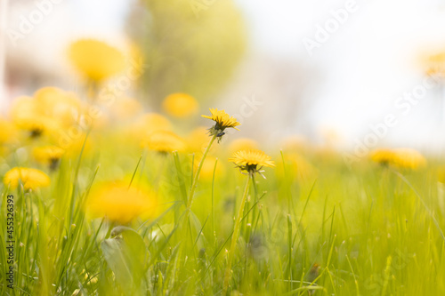 Closeup of yellow spring flowers on the ground. Green field with yellow dandelions.