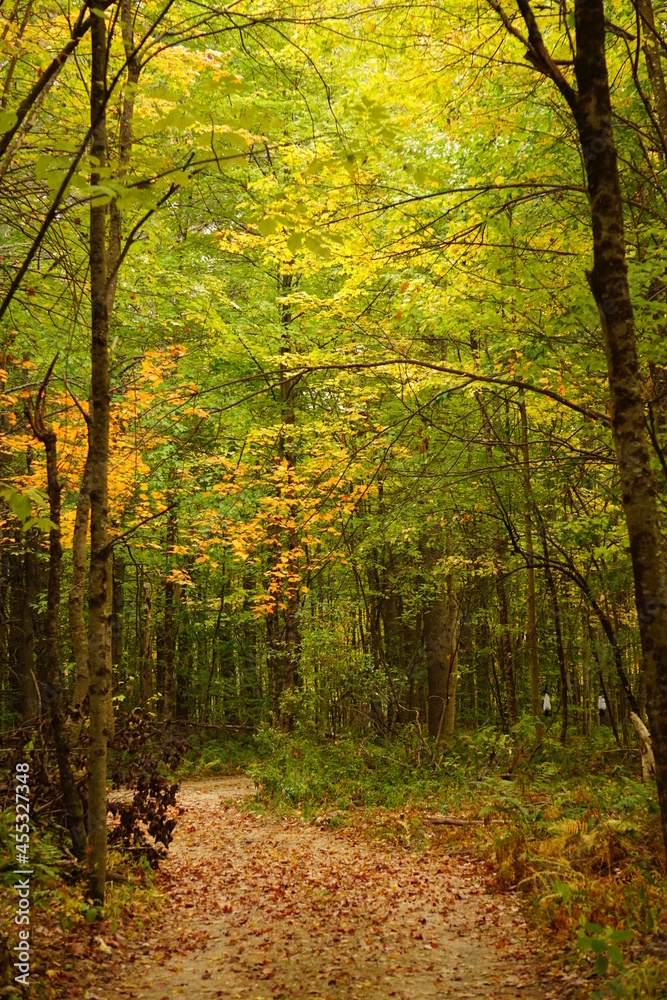 Fall Foliage in Maine New England, Maple, Birch, Beech, Pine trees, beautiful autumn background Fall Foliage in Maine New England, Maple, Birch, Beech, Pine trees, beautiful autumn background