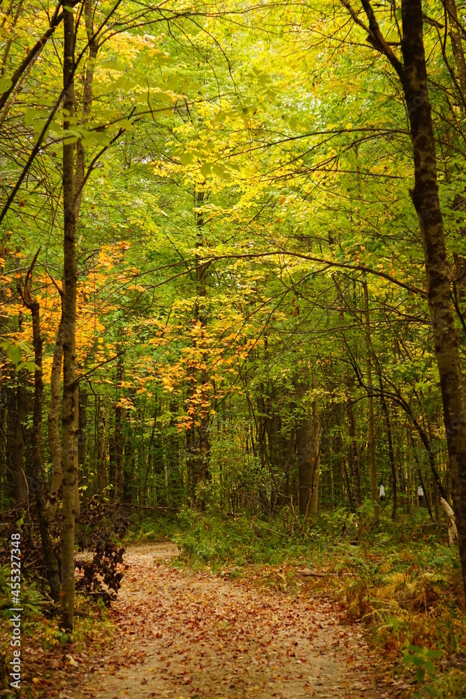 Fall Foliage in Maine New England, Maple, Birch, Beech, Pine trees, beautiful autumn background