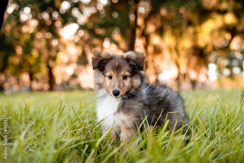 Fotografie Shetland Sheepdog puppy in a field at sunset