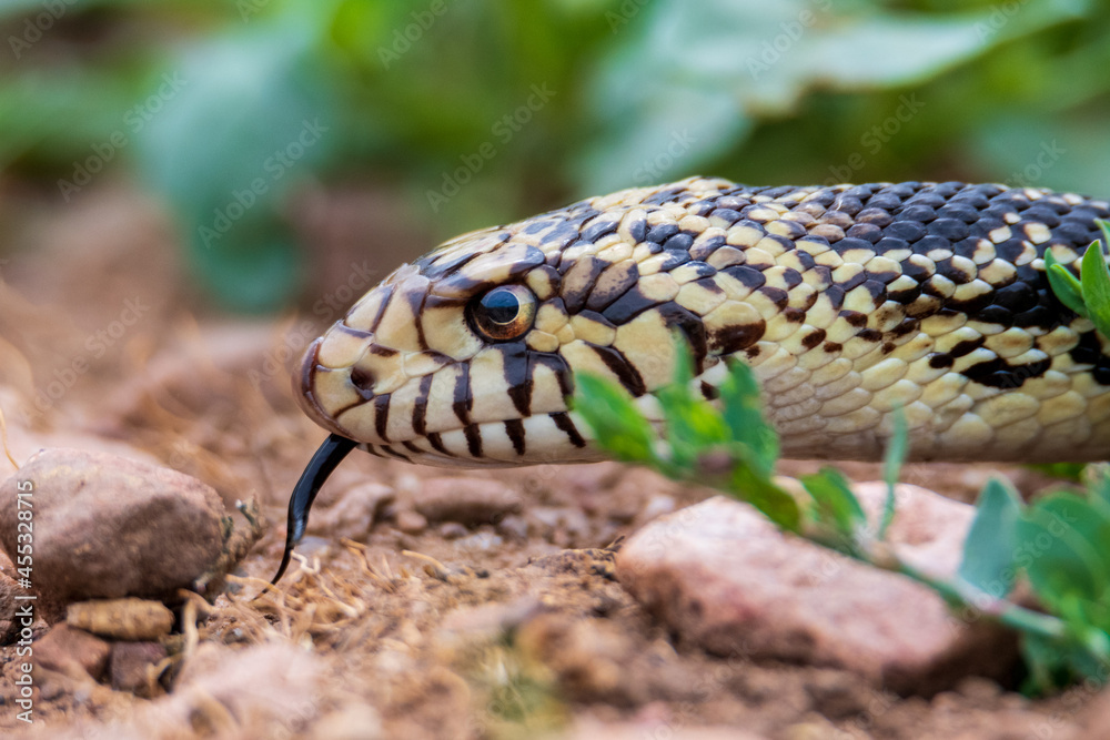 Obraz premium Closeup of a bullsnake in the wild.