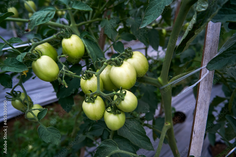 Green tomatoes growing in the garden. tomatoes to ripen. green tomatoes planted in the garden