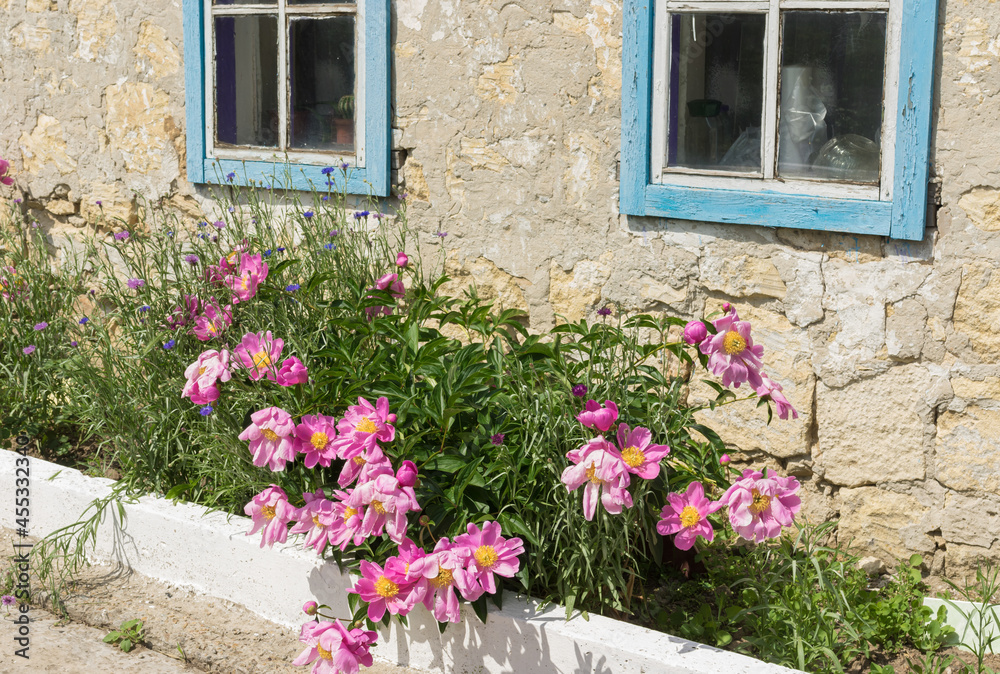 Close view on Ukrainian old peasant house and flower bed with peonies and centaury species under windows