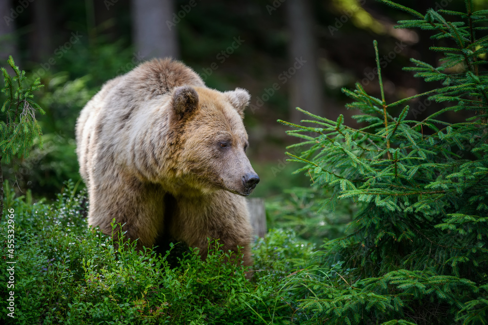 Wild Brown Bear in the summer forest. Animal in natural habitat. Wildlife scene Wild Brown Bear in the summer forest. Animal in natural habitat. Wildlife scene