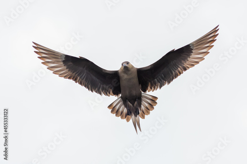 A closeup shot of skua, parasitic jaeger (Stercorarius parasiticus) in flight with sunlight through the outstretched wings, shot against white background, Flatanger, Norway photo