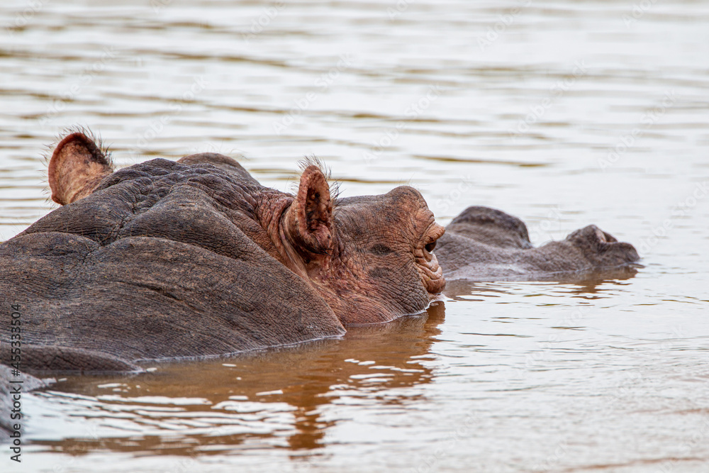 Young Hippopotamus surfaces to check it is safe to leave the water baring her teeth in the Kruger Park, South Africa Young Hippopotamus surfaces to check it is safe to leave the water baring her teeth in the Kruger Park, South Africa