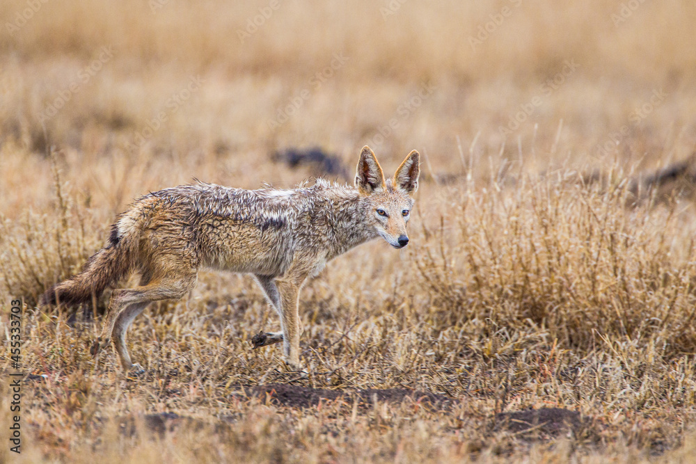 Black-backed Jackal running around a carcass in the Kruger Park, South Africa Black-backed Jackal running around a carcass in the Kruger Park, South Africa