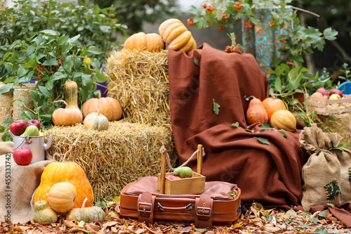 Straw and pumpkin background. Autumn composition. Harvest concept. Halloween. Retro autumn. Many pumpkins on a background of straw. Photozone.