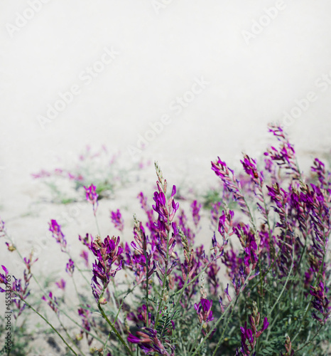 Lilac flowers on the sand dunes. Flower corner for post announcement. Copy space for text. Square format.