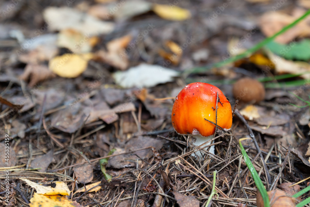 Young red Fly agaric in taiga forest. Fly amanita or Amanita muscaria.Toadstool. Hallucinogenic toxic mushroom. Natural background with copy space Young red Fly agaric in taiga forest. Fly amanita or Amanita muscaria.Toadstool. Hallucinogenic toxic mushroom. Natural background with copy space