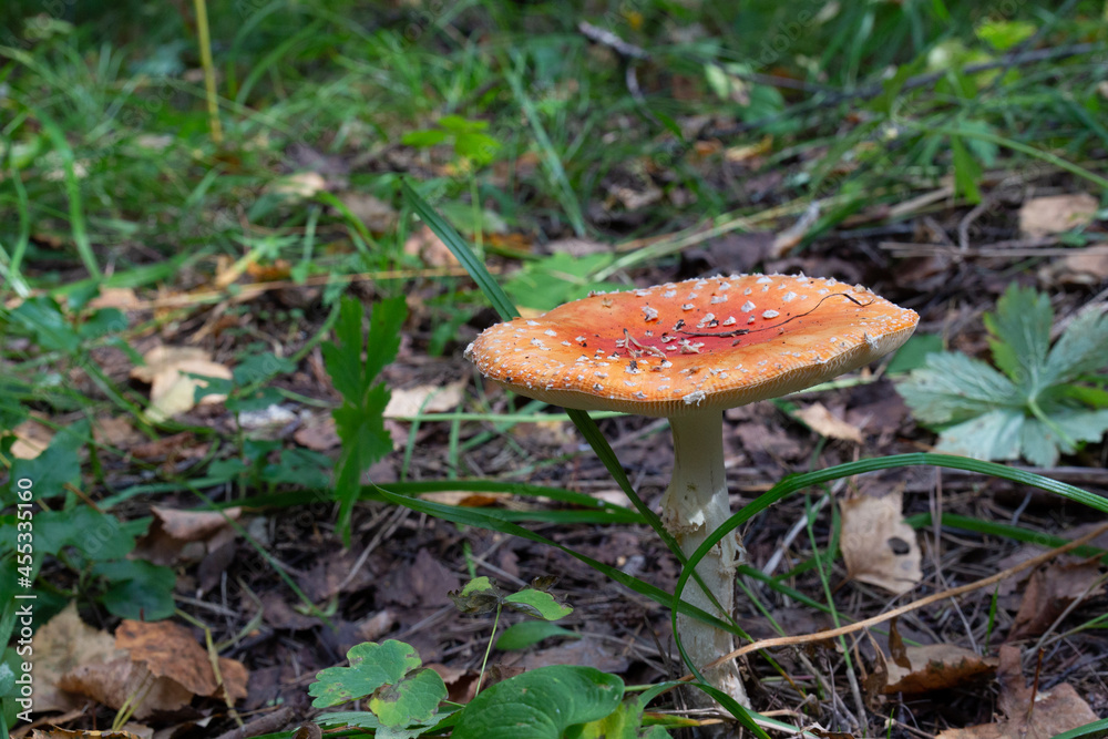 Hallucinogenic toxic mushroom red Fly agaric among grass. Fly amanita or Amanita muscaria in taiga glade. Decoctions and dried toadstools used in occult practices or folk medicine remedies Hallucinogenic toxic mushroom red Fly agaric among grass. Fly amanita or Amanita muscaria in taiga glade. Decoctions and dried toadstools used in occult practices or folk medicine remedies