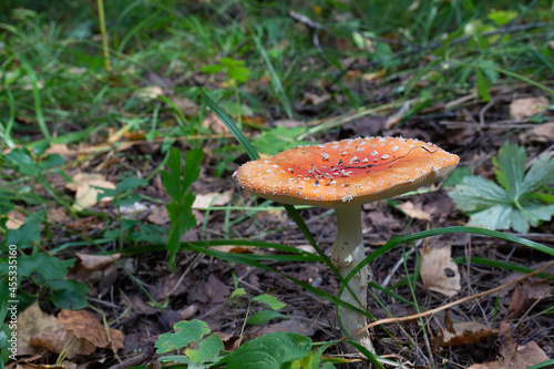 Hallucinogenic toxic mushroom red Fly agaric among grass. Fly amanita or Amanita muscaria in taiga glade. Decoctions and dried toadstools used in occult practices or folk medicine remedies