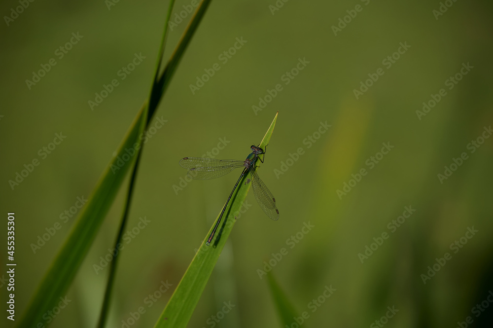 Dragonfly on a leaf with a beautiful green background Dragonfly on a leaf with a beautiful green background