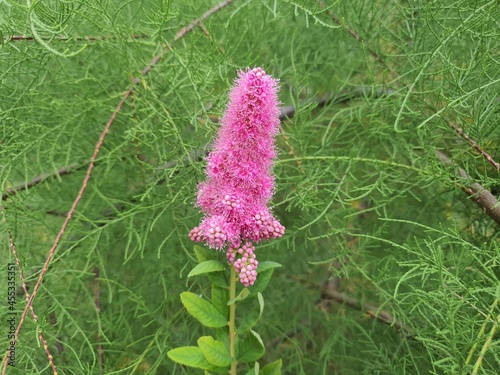 pink spiraea flower in the garden