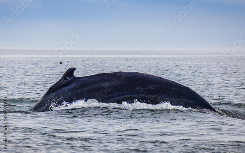 Whale watching in Tadoussac (Quebec, Canada) photo