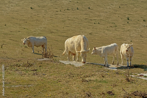 Fototapeta Naklejka Na Ścianę i Meble -  Herd of white organic cows, grazing in a field near Cap blanc Nez in the French countryside in Nord Pas de calais - Bos Taurus 
