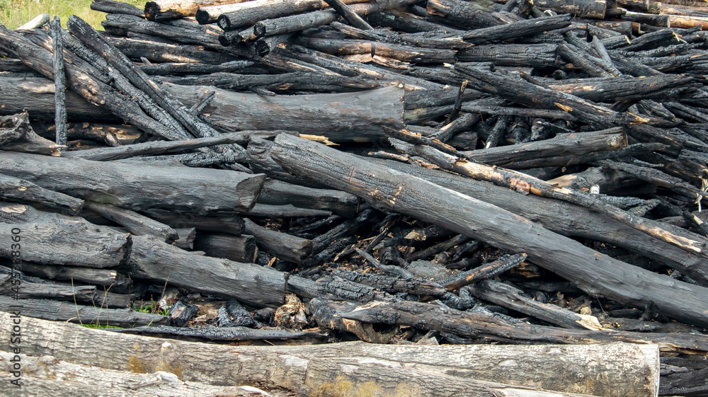 burnt tree trunks after a forest fire, background, texture burnt tree trunks after a forest fire, background, texture