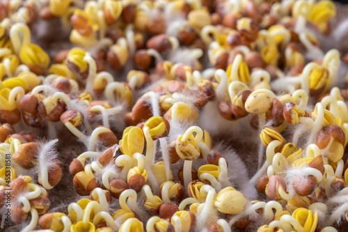  Radish sprouts, micro greens, healthy food concept, close up. Selective focus