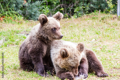 Young wild bears by the road in Romania
