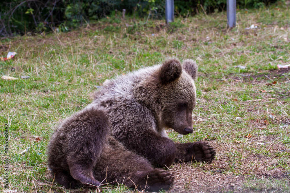 Obraz premium Junger Bär