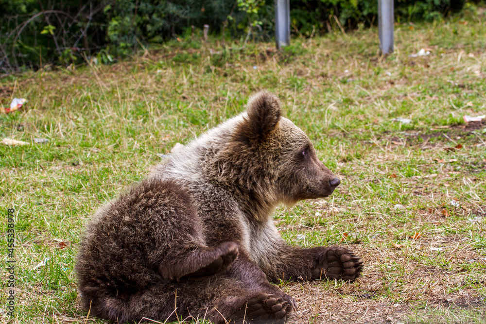 Fototapeta premium Young wild bears by the road in Romania