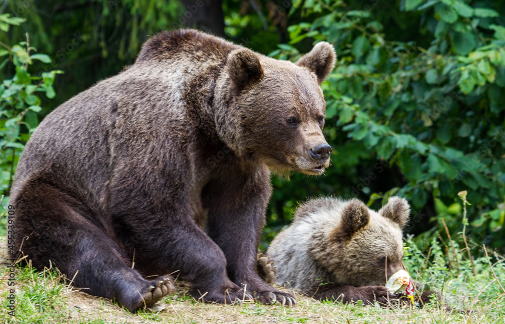 Bear on a road in Romania