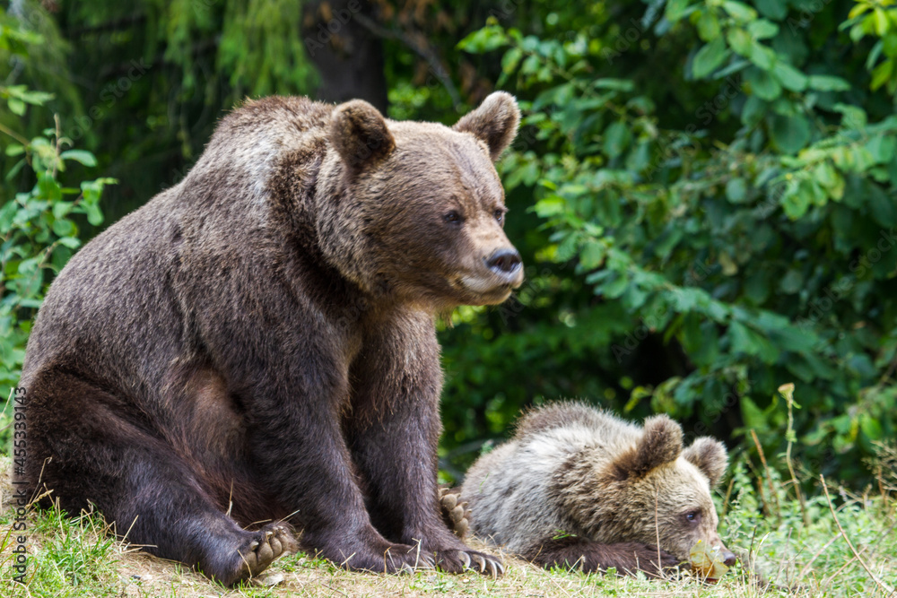 Fototapeta premium Wild she-bear on a street in Romania
