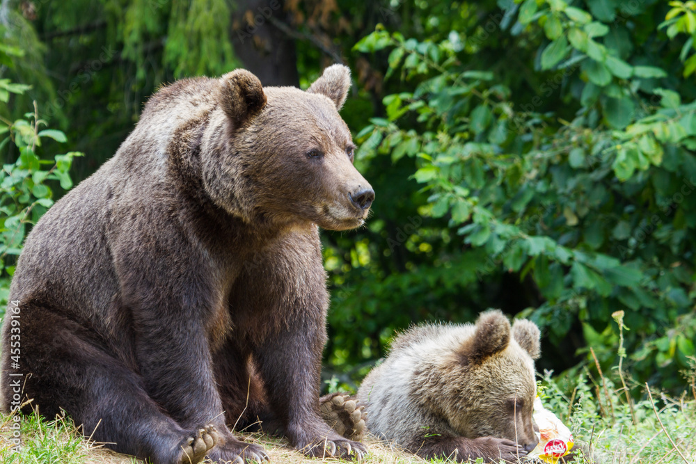 She-bear with cubs She-bear with cubs